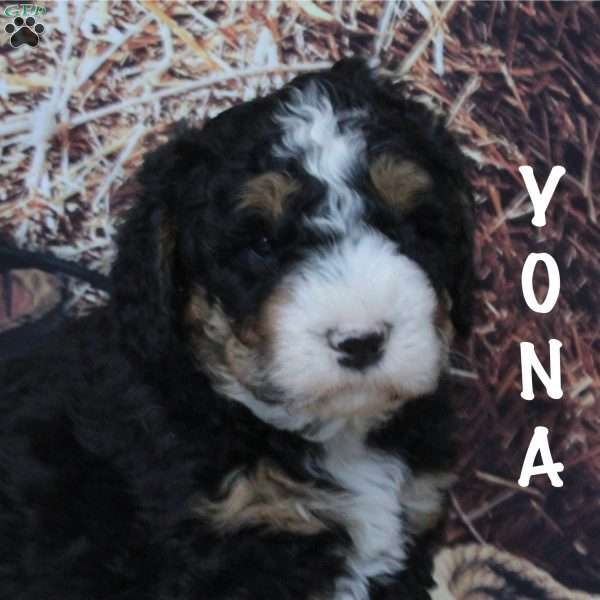 Yona, Bernedoodle Puppy